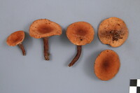 Lactarius camphoratus image